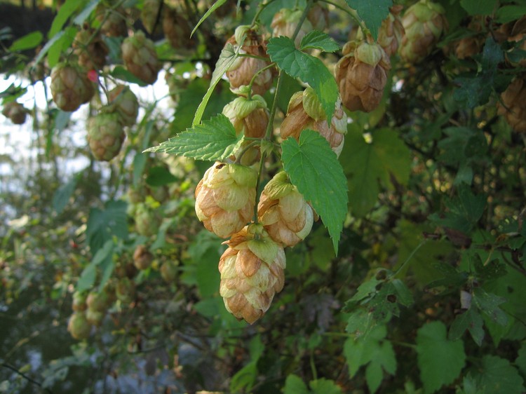 Humulus lupulus
